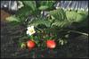 ../images/gallery/strawberry-garden/strawberry_garden_11.jpg
