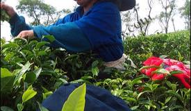 images/gallery/wonosari/tea-plantation-16.jpg